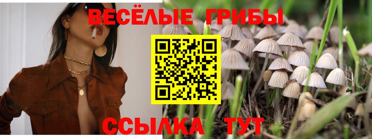 Снежинск  Псилоцибиновые грибы Cubensis  Вход с VPN 
